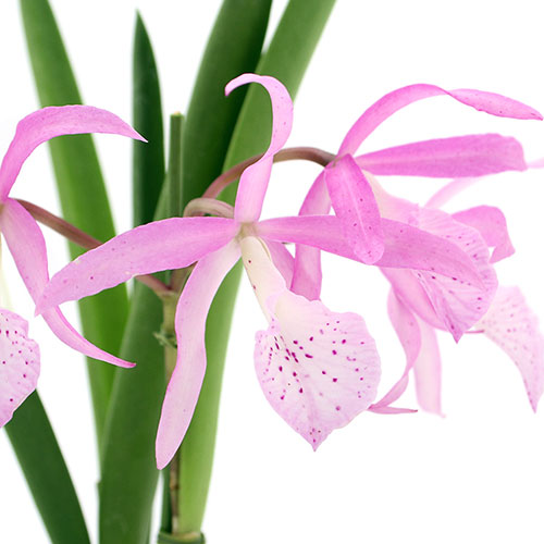 楽天市場】（観葉植物）洋ラン デンドロビウム トリチェリアナム 2