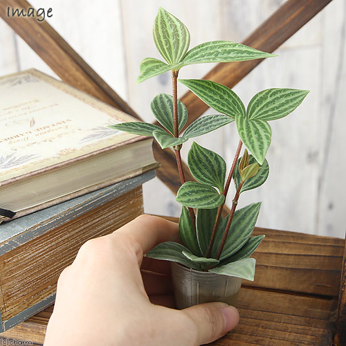 楽天市場 観葉植物 ミニ観葉 オアシス苗 ペペロミア プテオラータ １苗 Charm 楽天市場店