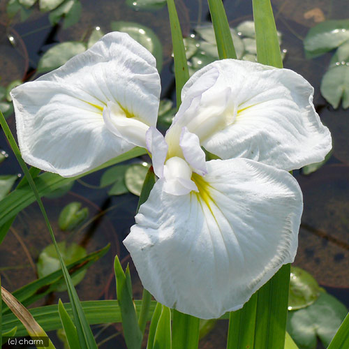 楽天市場 ビオトープ 水辺植物 花菖蒲 有馬川 アリマガワ 江戸系白三英花 １ポット Charm 楽天市場店