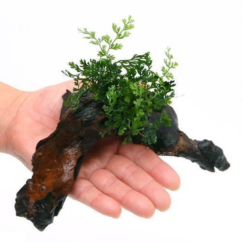 楽天市場】（水草）ボルビティス ヒュディロティ付き流木 トロピカ製