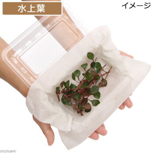(水草)ルドウィジアsp.スーパーレッド(水上葉)(無農薬)(6本) 北海道航空便要保温 (水草)ルドウィジアsp.スーパーレッド(水上葉)(無農薬)(6本) 北海道航空便要保温