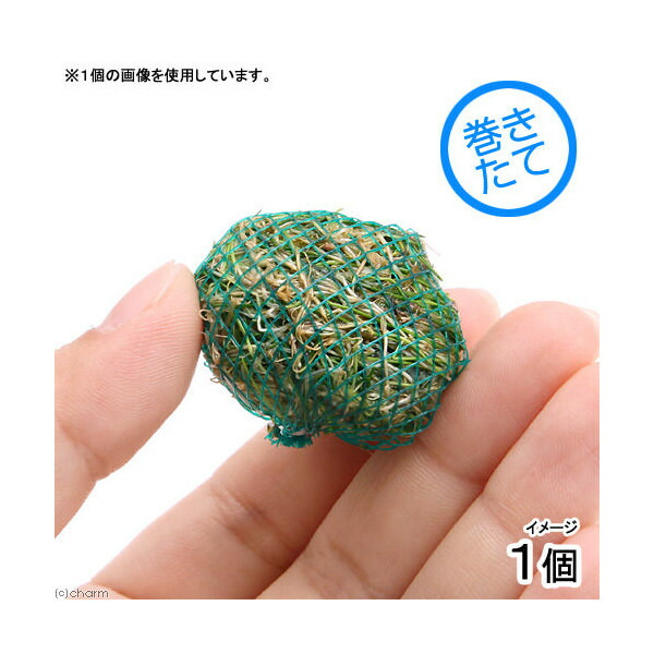 市場】(水草)巻きたて ウォーターフェザーボール(水中葉)(無農薬)(1個) : charm 市場店 市場】(水草)巻きたて ウォーターフェザーボール(水中葉)(無農薬)(1個) : charm 市場店