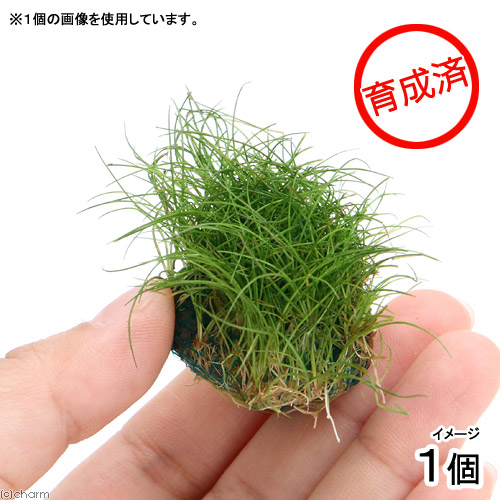 plyp18商品ページ　ショートヘアーグラス水中葉10cm角×3 楽天市場】（水草）☆育成済☆ ヘアーグラスショートボール（水上葉