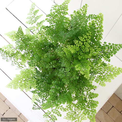 観葉植物 アジアンタム 号 鉢 Crunchusers Com