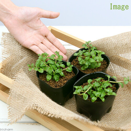 楽天市場 観葉植物 ハーブ苗 ミント ペニーロイヤルミント ３号 １ポット 虫除け植物 家庭菜園 Charm 楽天市場店