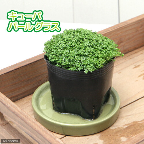 ■深山石とキューバパールグラス30cm水槽用レイアウトセット