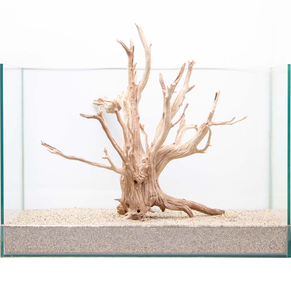 一点物 上質流木 禅 白陰 しろかげ 水槽用 沖縄別途送料 関東当日便 Fitzfishponds Com