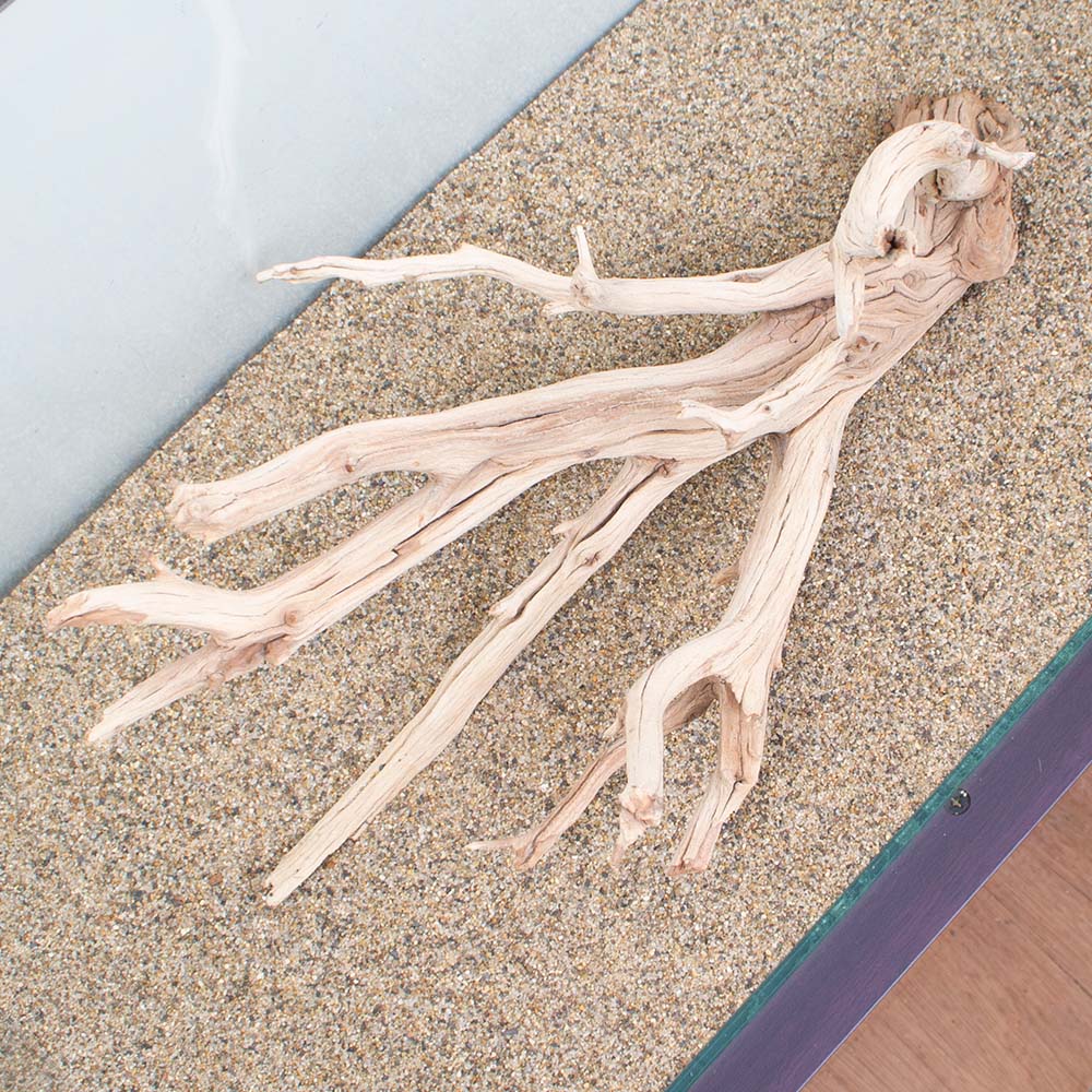 一点物 上質流木 禅 白陰 しろかげ 水槽用 沖縄別途送料 Hls Du 関東当日便 Mydrap Com