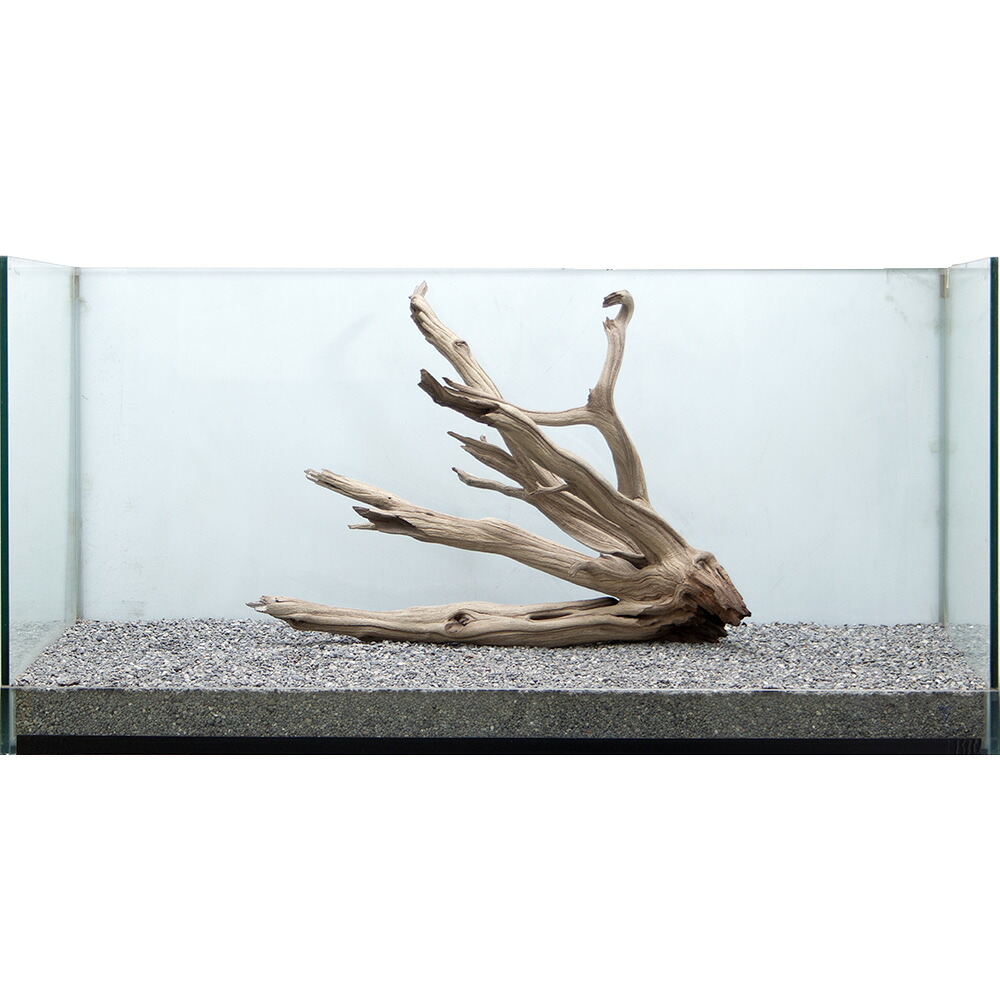 チャーム 一点物 60cm水槽用 851952 沖縄別途送料 関東当日便 Charm 店 上質流木 禅 黒影 くろかげ をダウンロ チャーム 一点物 60cm水槽用 851952 沖縄別途送料 関東当日便 Charm 店 上質流木 禅 黒影 くろかげ をダウンロ