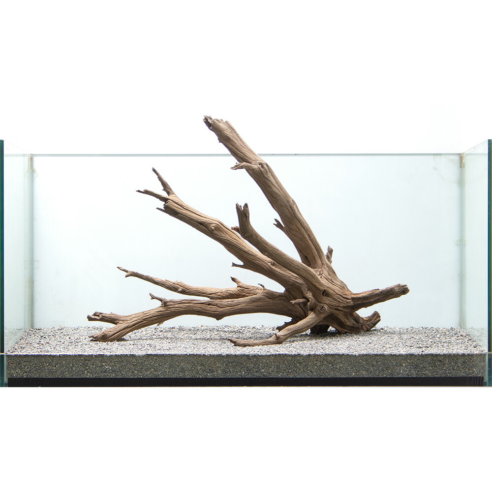 円 驚きの値段 一点物 上質流木 禅 黒影 くろかげ 大型水槽用 ８５０９９１ 沖縄別途送料 関東当日便