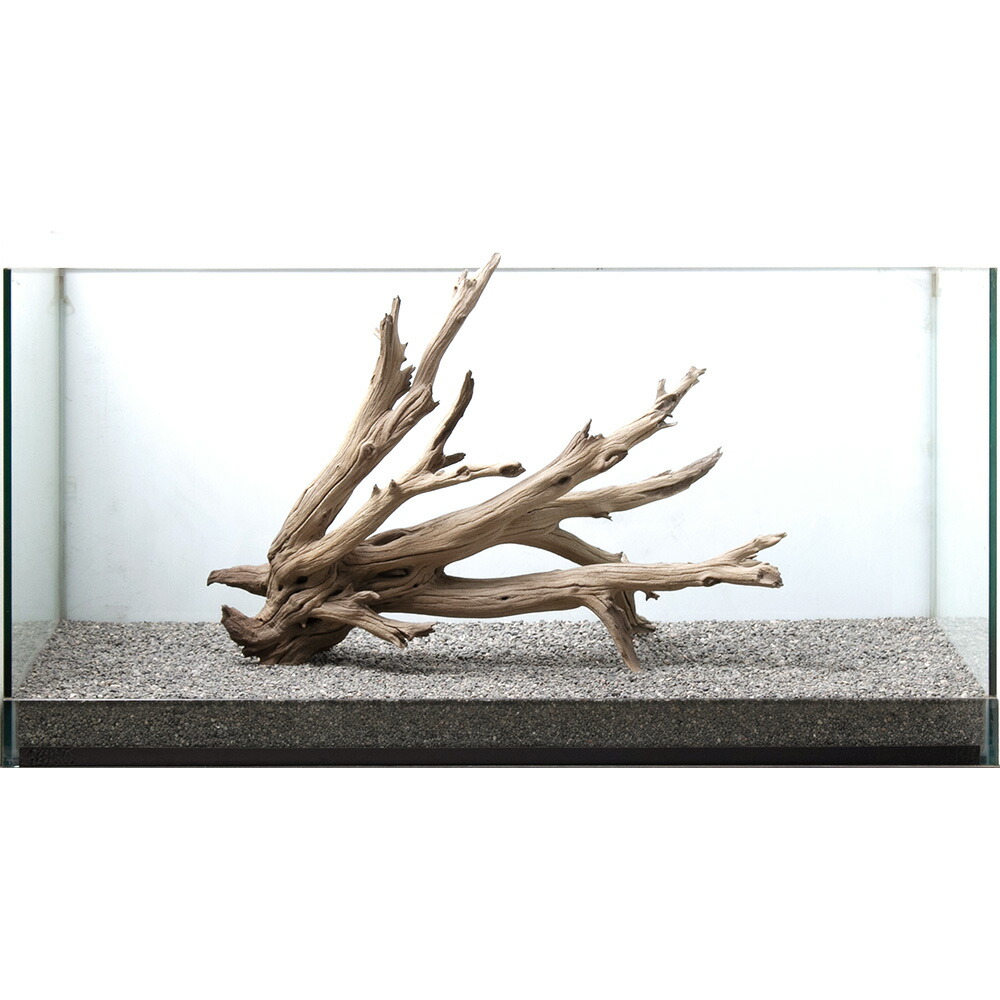 円 激安価格と即納で通信販売 一点物 上質流木 禅 黒影 くろかげ 大型水槽用 ８５２１５０ 沖縄別途送料 関東当日便