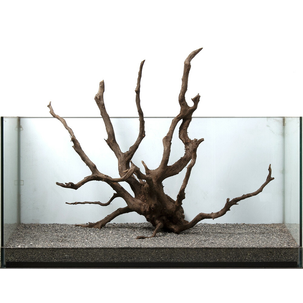 形状お任せ 煮込み済み ゴーストウッド Ｓサイズ（約２５ｃｍ〜４０ｃｍ) ５本 沖縄別途送料 通販