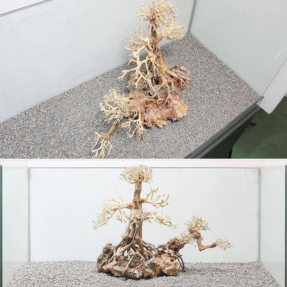 一点物 盆栽流木 昆虫 大型水槽用 金魚 ８６１５４５ 沖縄別途送料 関東当日便 Charm キャットフード 店