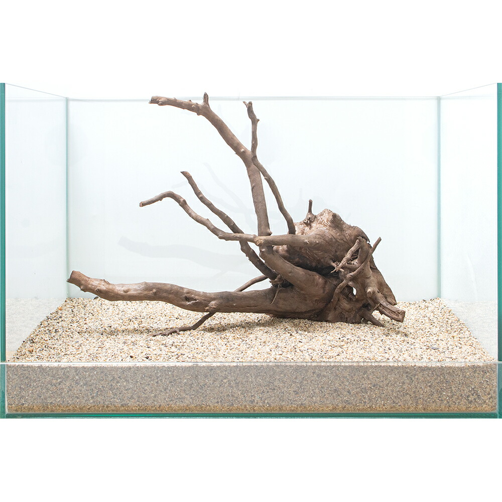 楽天市場 一点物 ルーツウッド 単体 ４５ｃｍ水槽用 ８６５１４７ 関東当日便 Charm 楽天市場店