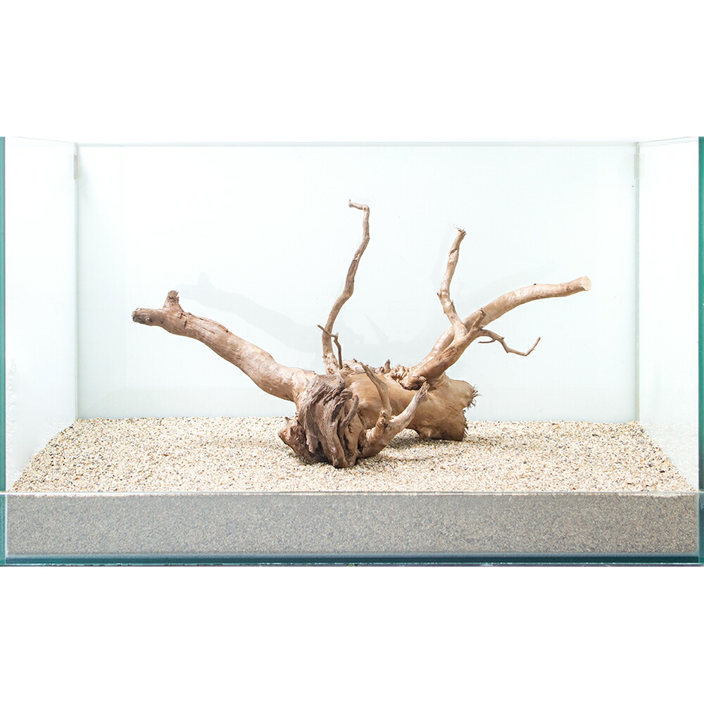 一点物 ルーツウッド 単体 ６０ｃｍ水槽用 ８６５１７８ 関東当日便 バーゲンで