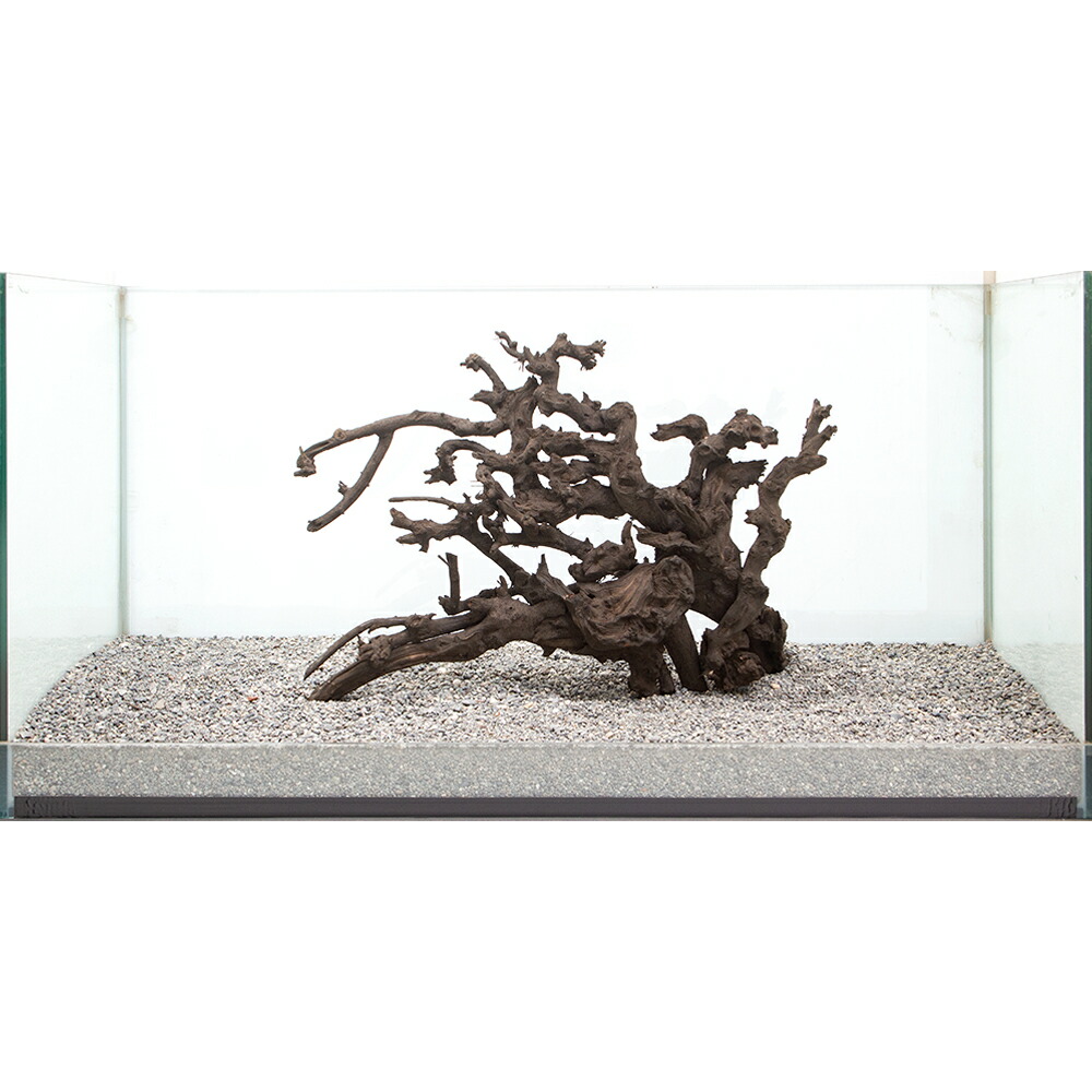 一科目什 サンゴウッド 大型アクアリューム使い方 沖縄別途送料 関東当日書面 Glaeschig De