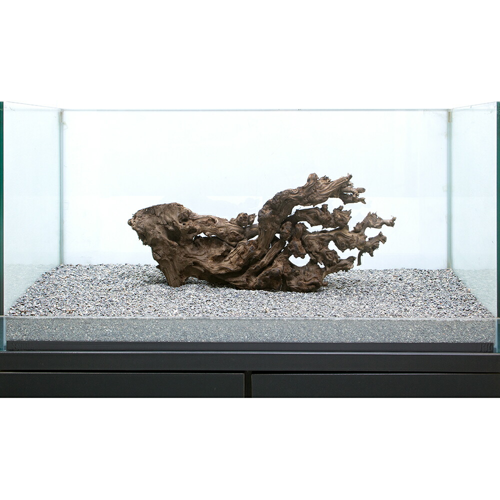 楽天市場 一点物 サンゴウッド 大型水槽用 ８６５５９８ 沖縄別途送料 関東当日便 Charm 楽天市場店