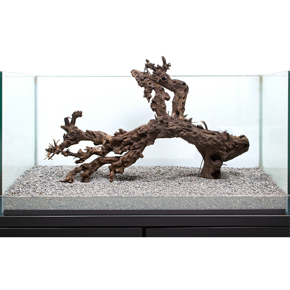 一点物 サンゴウッド 大型水槽用 865619 沖縄別途送料 関東当日便 Charm 店 一点物 サンゴウッド 大型水槽用 865619 沖縄別途送料 関東当日便 Charm 店