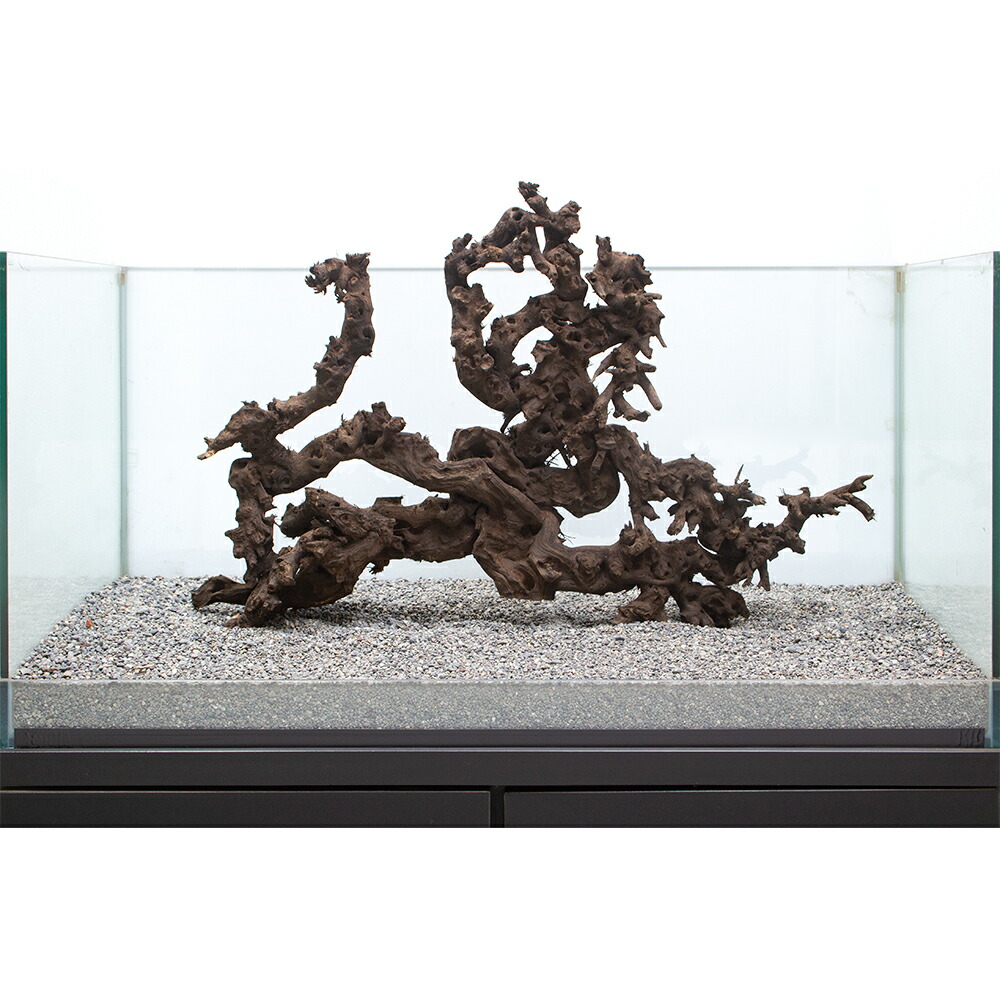 人気no 1高質本物 一点物 熱帯魚 アクアリウム 流木 砂利 レイアウト用品 ８６５６２６ サンゴウッド 大型水槽用 沖縄別途送料 店 サンゴウッド 関東当日便 Charm 超歓迎 流木 Voiceranker Co