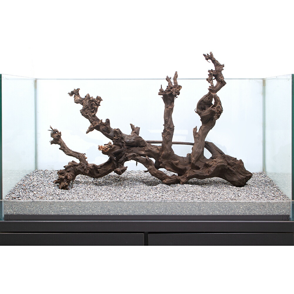 一点物 サンゴウッド 大型水槽用 流木 865632 沖縄別途送料 関東当日便 Charm 店 一点物 サンゴウッド 大型水槽用 流木 865632 沖縄別途送料 関東当日便 Charm 店