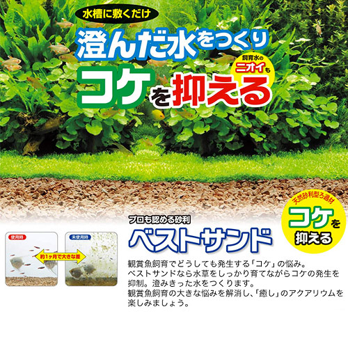 楽天市場 ｇｅｘ ベストサンド ３ｌ ジェックス 関東当日便 Charm 楽天市場店