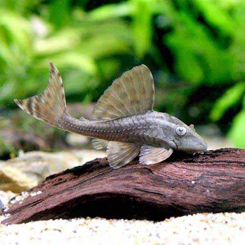 サイエンスダイエット 観賞魚 熱帯魚 ブルーアイ アカプレコ 1匹 北海道 九州 沖縄航空便要保温 沖縄別途送料 サイエンスダイエット 観賞魚 熱帯魚 ブルーアイ アカプレコ 1匹 北海道 九州 沖縄航空便要保温 沖縄別途送料