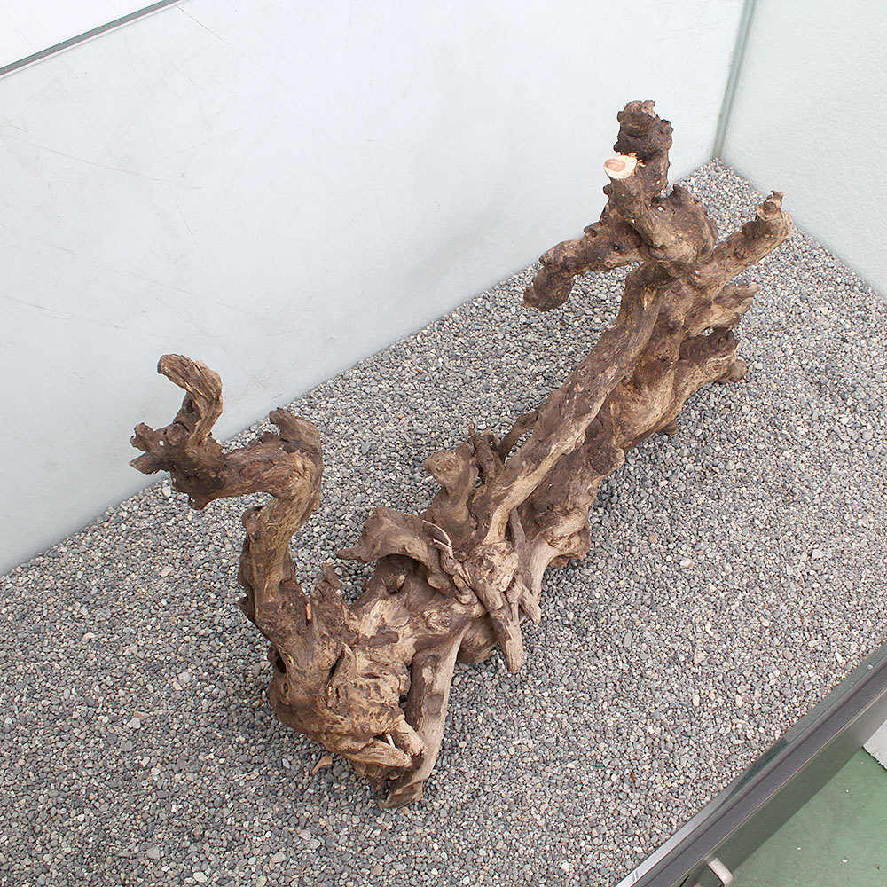 一点物 サンゴウッド 大型水槽用 流木 ８９５３９６ 沖縄別途送料 関東当日便 Charm 店