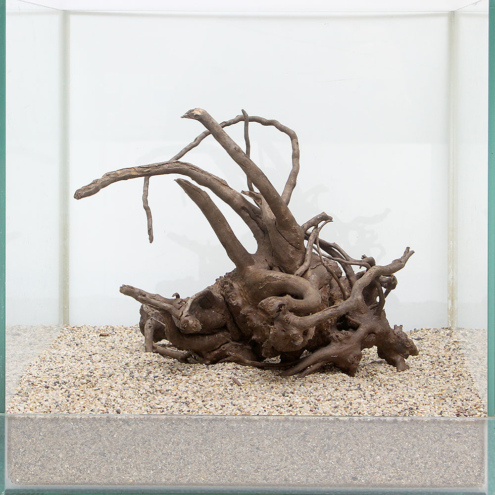 楽天市場 一点物 ルーツウッド 単体 ３０ｃｍ水槽用 ８９５７１７ 関東当日便 Charm 楽天市場店