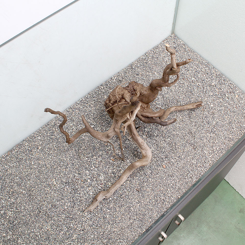 一点物 ルーツウッド 単体 大型水槽用 沖縄別途送料 関東当日便 Kanal9tv Com