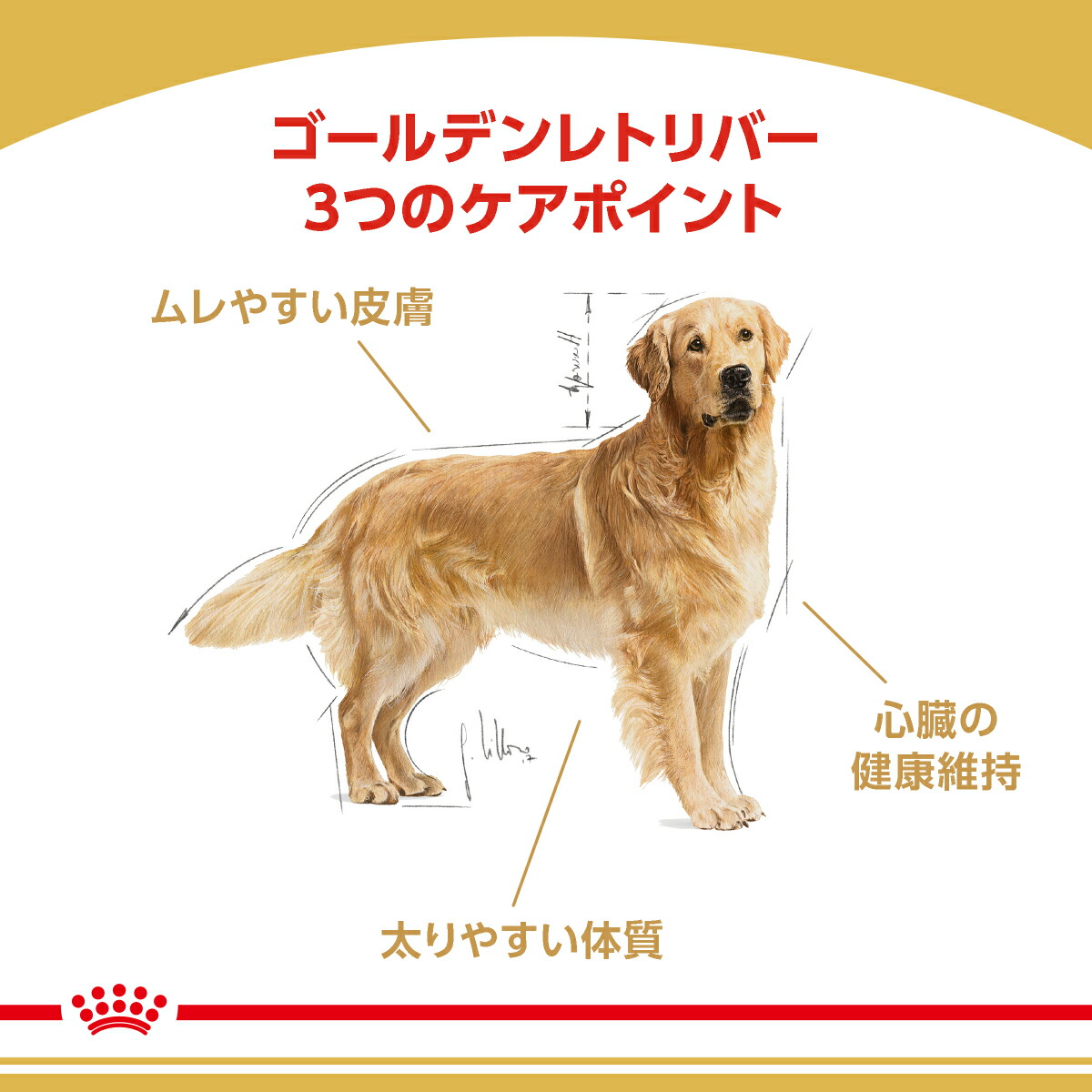 楽天市場 ロイヤルカナン ゴールデンレトリバー 成犬 高齢犬用 １２ｋｇ 沖縄別途送料 ジップ無し 関東当日便 Charm 楽天市場店