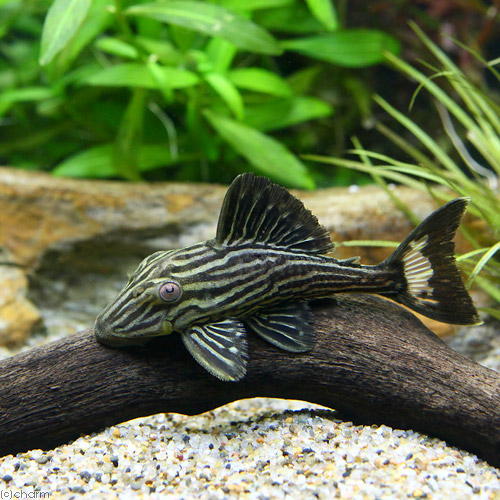 （熱帯魚）ゴールデンサンダーロイヤルプレコ　Ｓサイズ　タパジョス産（ワイルド）（１匹）　北海道・九州航空便要保温