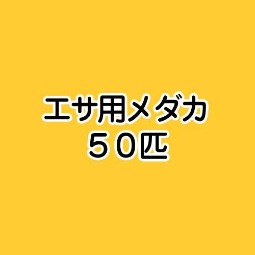 楽天市場 めだか 生餌 エサ用メダカ えさ用めだか ５０匹 Charm 楽天市場店