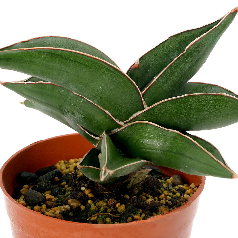楽天市場】（観葉植物）インテリア サンスベリア ボンセレンシス