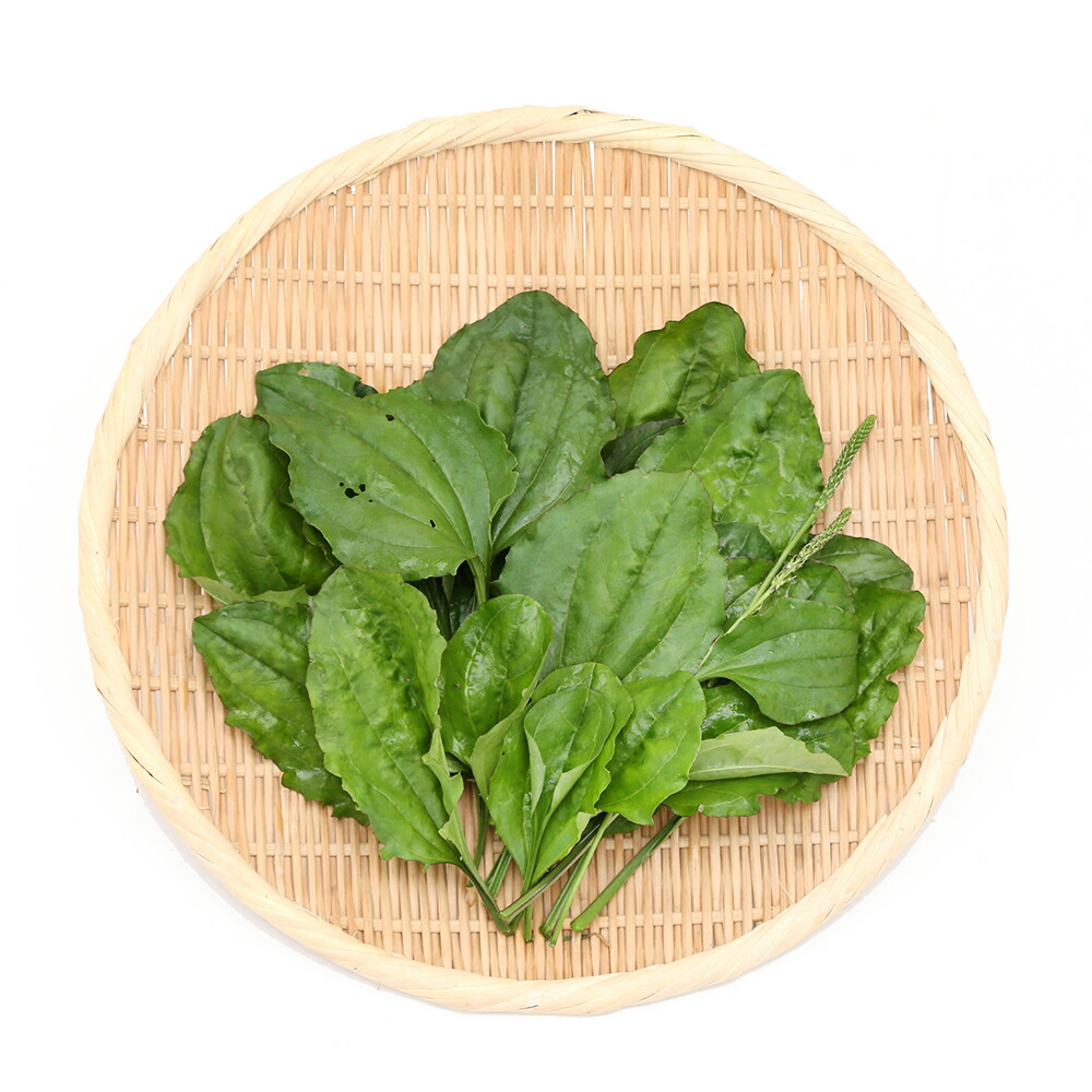 日本最大級 観葉植物 国産 とれたて生野草 オオバコ ５０ｇ うさぎ 陸ガメ ｕｓａｙａｍａ 関東当日便 Sferavisia Hr