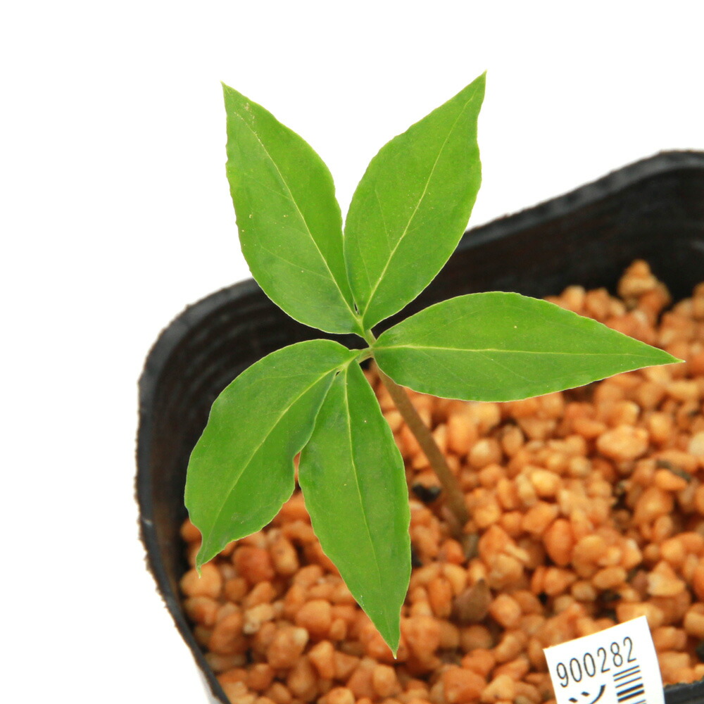 天然＊野生【ムラサキマムシグサ＊マムシグサ＊蝮草】山野草＊幼苗3〜4株＊抜き苗 天然＊野生【ムラサキマムシグサ＊マムシグサ＊蝮草】山野草