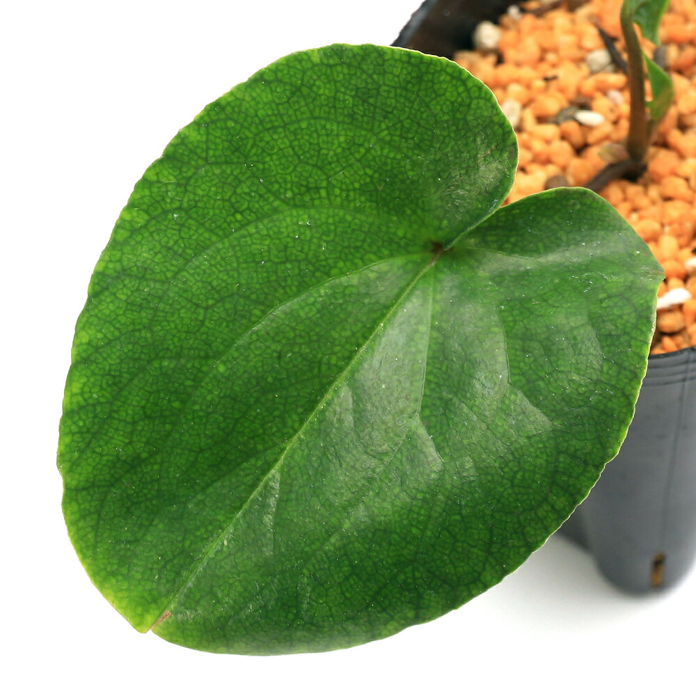 楽天市場】（山野草）カンアオイ（寒葵）タマノカンアオイ（多摩之寒葵