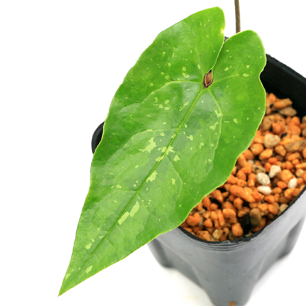 楽天市場】（山野草）カンアオイ（寒葵）タマノカンアオイ（多摩之寒葵