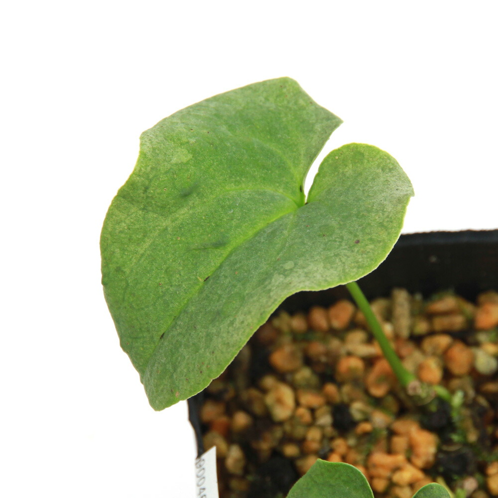 山野草　カンアオイ　サツマアオイ　台湾産 楽天市場】（山野草）カンアオイ（寒葵）タイトンサイシン（大屯細辛