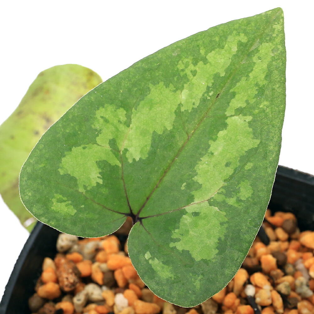 楽天市場】（山野草）カンアオイ（寒葵）タイトンサイシン（大屯細辛