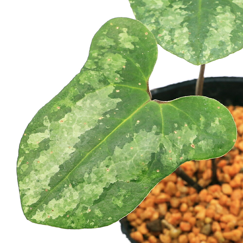 楽天市場】（山野草）カンアオイ（寒葵）カントウカンアオイ（関東寒葵