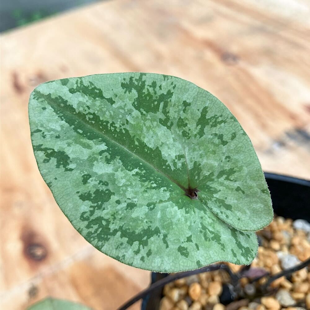 楽天市場】（山野草）カンアオイ（寒葵）品種系細辛 品種おまかせ 品種