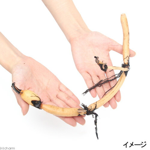 （ビオトープ）蓮　ハス（桃）　伊賀の炎（イガノホノオ）（１ポット分）（休眠状態）