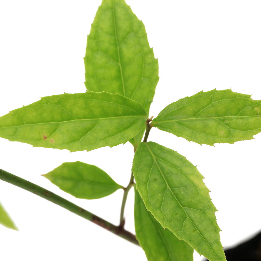 楽天市場】（山野草）カンアオイ（寒葵）タマノカンアオイ（多摩之寒葵