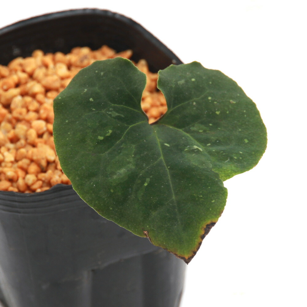 楽天市場】（山野草）カンアオイ（寒葵）タイトンサイシン（大屯細辛