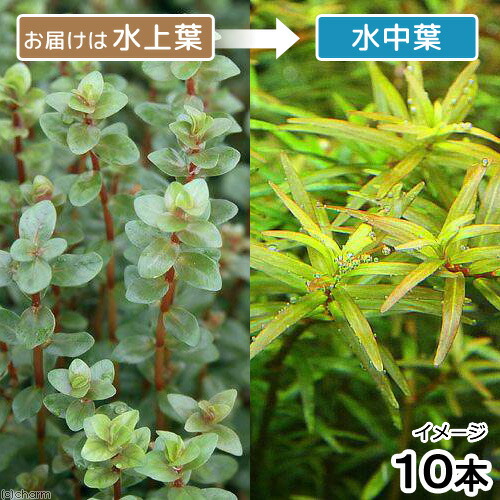 楽天市場 水草 ロタラsp アンナミカ 水上葉 無農薬 10本 Charm 楽天市場店 楽天市場 水草 ロタラsp アンナミカ 水上葉 無農薬 10本 Charm 楽天市場店