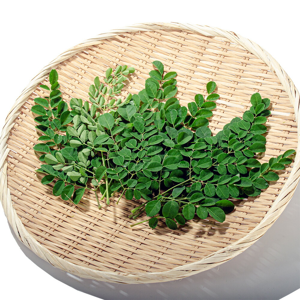 現物「フィカス・エラスティカ・ルビー」７号　Ficus elastica 現物「フィカス・エラスティカ・ルビー」7号 Ficus elastica