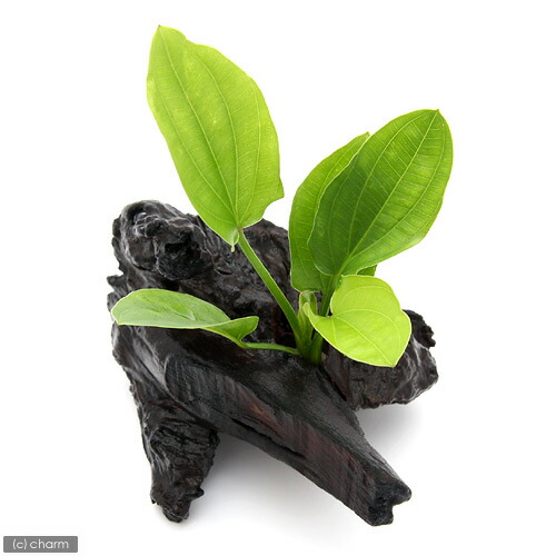 楽天市場】（水草）ミクロソリウム プテロプス付 穴あき溶岩石（1個