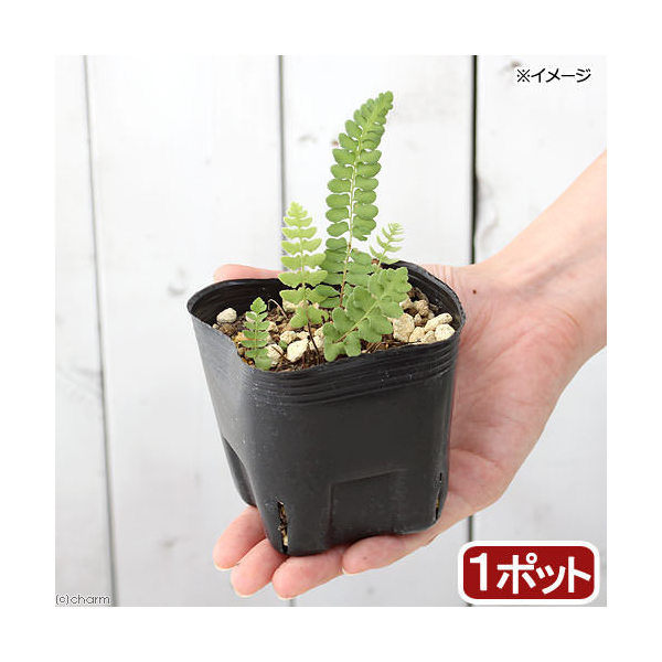 楽天市場】（山野草）シダ（羊歯）キクシノブ（菊忍）3号（1