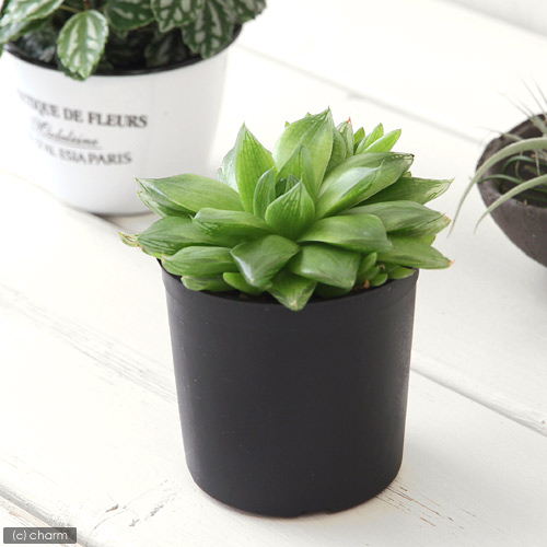 ハオルチア プペスケンス 3点セット CATEGORY ハオルチア ハオルチア プペスケンス 3点セット CATEGORY ハオルチア