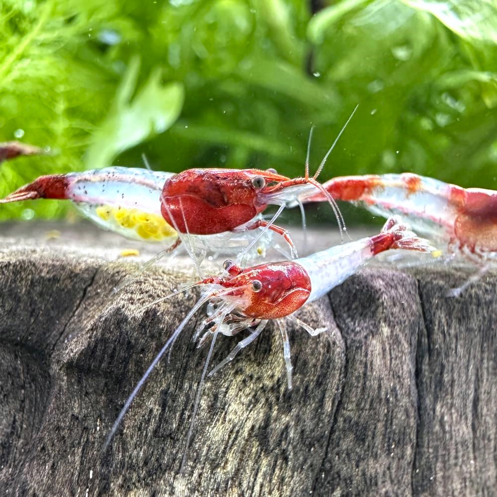 楽天市場】（エビ）チェリーレッドシュリンプ（12匹）＋巻きたて